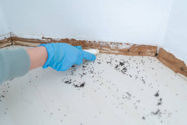 Best Pest Prevention Services  in Bally, PA